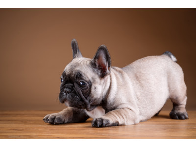 Playing With Your French Bulldog Puppy As A Form Of Education